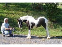 Sunnybrook Stables
