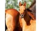 Azure Arabians Marketing