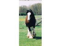 Warner Clydesdales