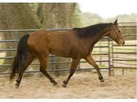 Texas Tack Exchange