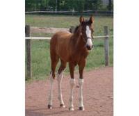 Feather Hill Stables