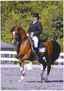 Superior Dressage Horses