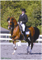 Superior Dressage Horses