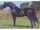 Cargile Arabians, Inc