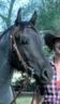 Cassidy Quarterhorses