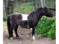 Greener Pastures Stables
