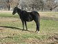 FLY'N H RANCH
