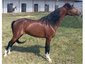 Passionate Horsemanship