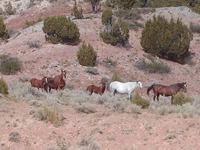 Murr_Livestock