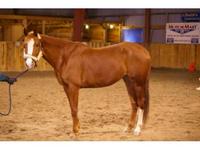 Kendra's Equestrian Services