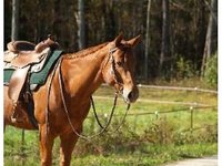 Boulder Brook Stables