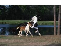 Dobbin Meadows Farm INC