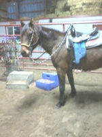 Levis Training and Boarding