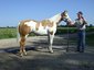 I-44 Horses