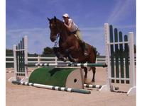 World Class Ponies