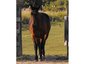 Double Diamond Equines Plus