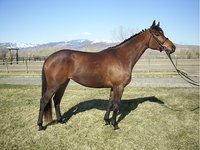 Sene Performance Horses