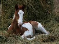Hallmark Farm