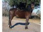Horse Haven