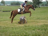 Winterset Equine
