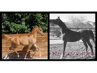 mrm arabians
