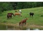 ROLLIN HILLS HORSE FARM