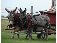 Jaeger's Percherons