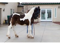 Avalanche Friesians