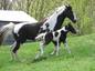 EasyRiderHorseTraining