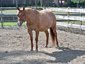 Harmon Stables
