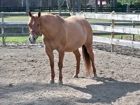 Harmon Stables