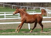 Run Along Farm