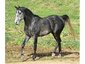 Amethyst Acres Equine