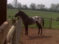 Rippling Rock Ranch