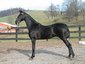 Bill Heizer Stables