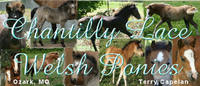 Chantilly Lace Welsh Ponies