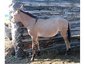 DJ Bar Ranch