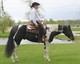 J & J Paints and Quarter Horses