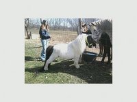 Rebel Ranch
