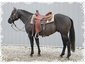 Blackburn Foundation Horses