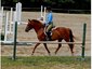 Lucky Clover Stables