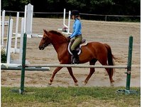 Lucky Clover Stables