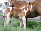 Fitzpatrick Paints & Quarter Horses