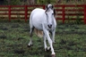 On Eagles' Wings Farm, LLC