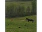 Wiley's Stables
