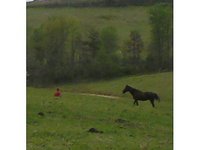 Wiley's Stables
