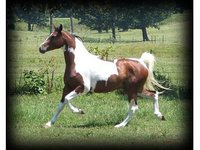 Echo Valley Arabians