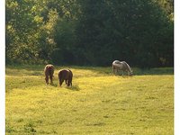 Rolling Hills Stables