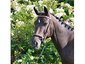 Seldom Rest Stables