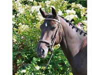 Seldom Rest Stables